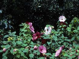 Hibiscus moscheutos (Crimson-eyed rose-mallow) | Native Plants of ...