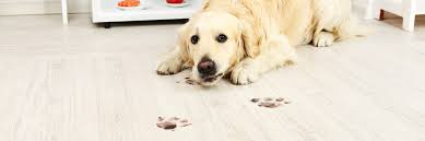 the best flooring for dogs other pets