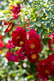 rose rosa flower carpet red velvet