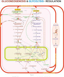 Metabolic Minimaps Of Glycolysis And Gluconeogenesis And
