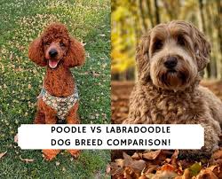 poodle vs labradoodle dog breed