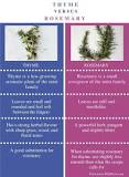 is-thyme-stronger-than-rosemary