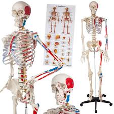 We have had so much fun this week learning about the human body: Shop Cheap Human Skeleton With Muscles Bones And Numbering Online Tectake