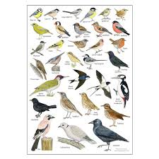 British Garden Birds Identification Chart Wildlife A3 Poster Art Print