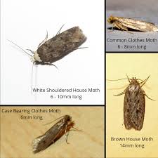 moth infestations