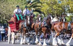 where-can-i-find-a-budweiser-clydesdale-horse