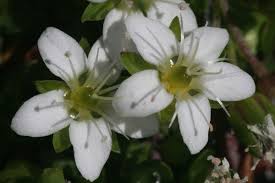 Arenaria biflora - Wikispecies