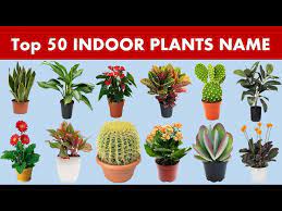 Top 50 Indoor Plants Name In English