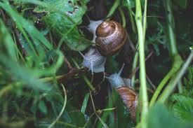 snail slug bait is poisonous to your pets
