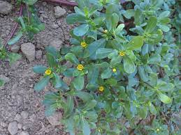While purslane is very common, some other plants look similar to it. How To Identify Purslane Foraging For Wild Edible Garden Weeds Good Life Revival