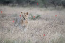 photo of a young male lion