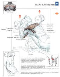 what is the best bench press routine    kyouren info Livestrong com Hi Res    