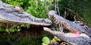 Alligators vs. Crocodiles | Everglades Airboat Tours and Rides