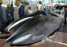 Japan to Recommence Whaling for Scientific Research