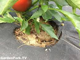 natural weed control in the vegetable