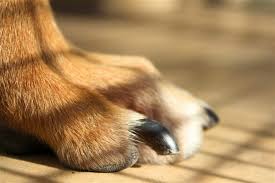 dog nail fungus symptoms causes