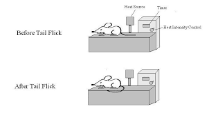 To move or hit something with a short sudden movement: Tail Flick Test Wikipedia