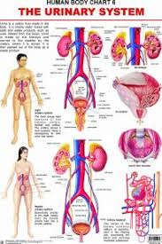 Human Body Chart The Urinary System By Dreamland