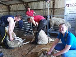 watch donegal shearing salon open for