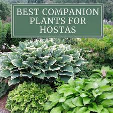 12 best companion plants for hostas