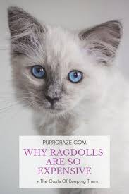 Adoption charge is $150 for theodosia & hamilton adopted together. Why Ragdoll Cats Are So Expensive Purr Craze