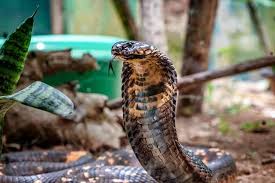 king cobra habitat venom hunting t