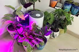 How To Make House Plants Grow Faster
