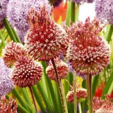 Allium amethystinum 'Red Mohican' | Red Mohican Ornamental ...