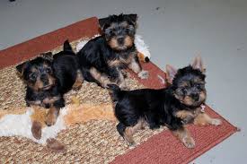 This fun loving and loyal puppy makes the perfect companion for any person or family that can be with them much of the time. Yorkshire Terrier Vs Silky Terrier How To Tell The Difference