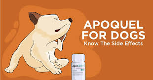 Apoquel For Dogs Know The Side Effects Simple Wag