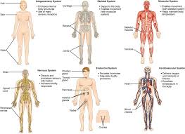 Body Systems Definition List And Functions Biology