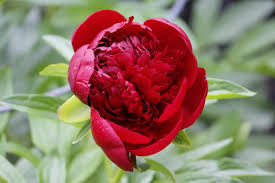 The distinguishing characteristic of pronouns is that they can be substituted for other nouns. 31 Types Of Peonies All Colors Bloom Types And Varieties Home Stratosphere