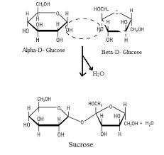 hydrolysis s of disaccharides of