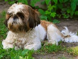 Shih tzus are extremely popular toy dogs and are adorable as puppies. Shih Tzu Puppies And Dogs For Sale Near You