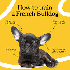 how to train a french bulldog puppy 8