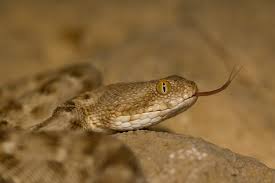 8 venomous snakes found in oman 2024