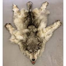 a taxidermy grey wolf skin rug wall