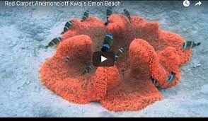 red carpet anemone and tricinctus