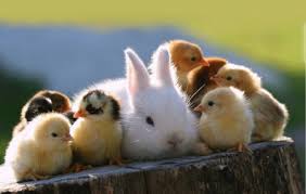 Image result for cute bunny pics