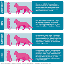 Dog Cat Body Condition Chart Burns Pet Food Cat