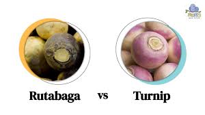 rutabaga vs turnip taste differences