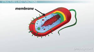 bacteria cell wall cell membrane
