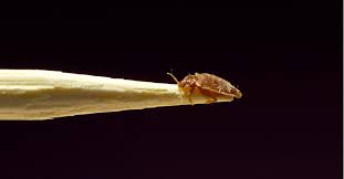 bed bugs and home remes