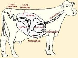 Cow Clipart Digestive System Cow Digestive System