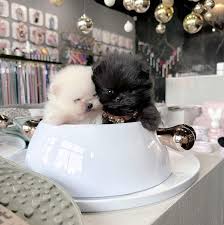 welcome jekins teacup pomeranian puppies