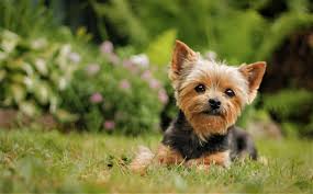 are yorkies born with tails debunking