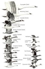Comparative Size Chart Flyways Us Migratory Birds