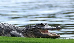 Elderly Florida Woman Killed by Alligators After Falling into a Pond