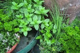 how to grow herbs thompson morgan