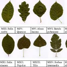 Fifteen Species Of Tree Leaf Images From The Swedish Leaf